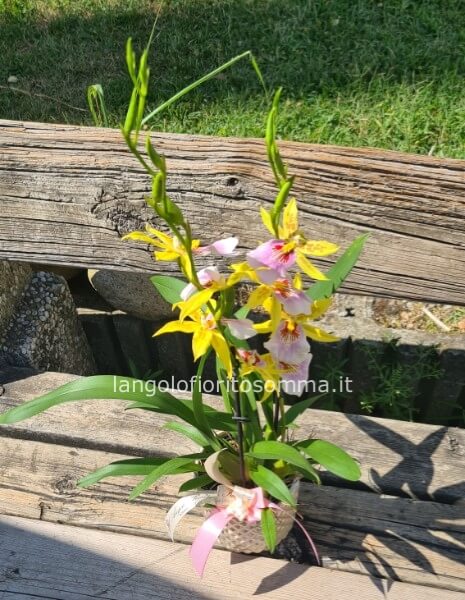 Orchidea Boquetto