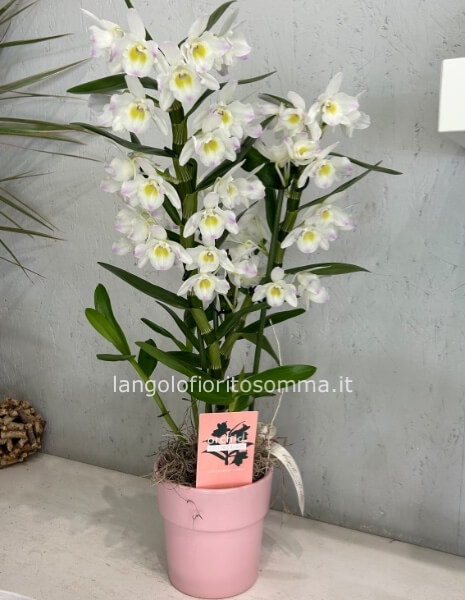 Orchidea Dendrobium