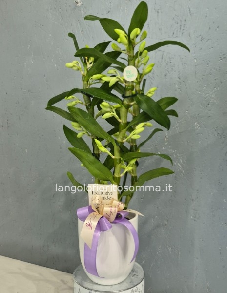 Orchidea Dendrobium