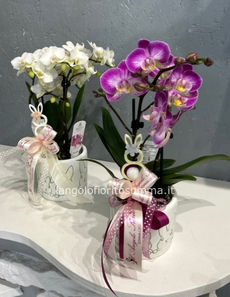 Mini Orchidea Coniglietti