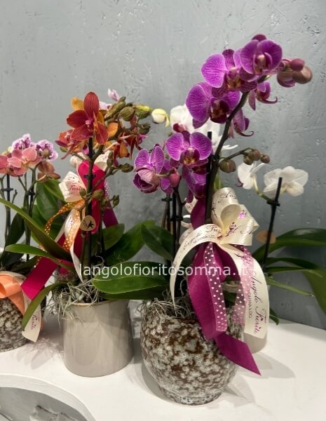 Mini Orchidea casanova