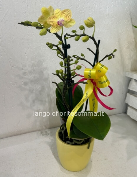 Mini Orchidea casanova