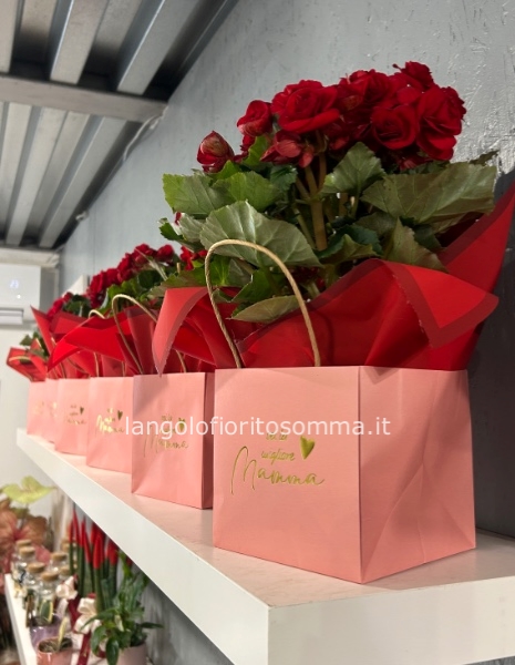 Bag-begonia 