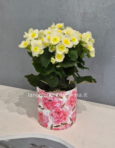Begonia