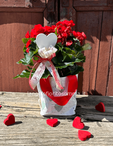 Bag-begonia
