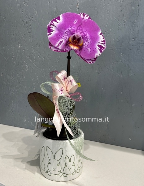 Orchidea Singolo