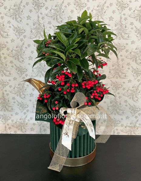 Cappelliera con Ardisia