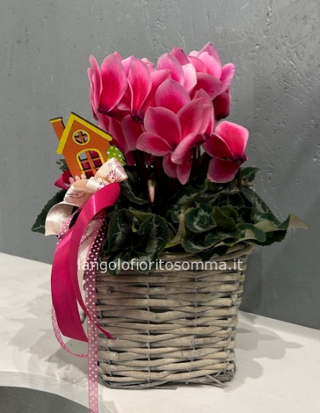 Ciclamino con cestino