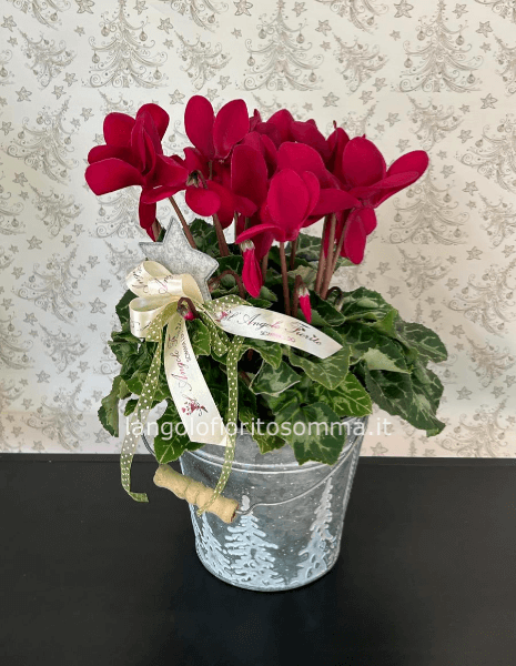 Ciclamino in Latta Natalizia