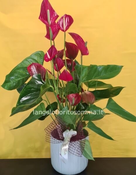 Anthurium