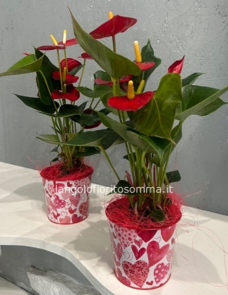 Anthurium mini rosso cuoricini