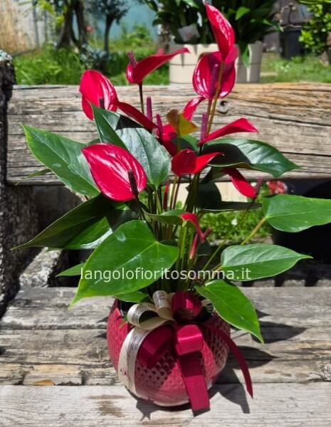 Anthurium Lilli Rosso