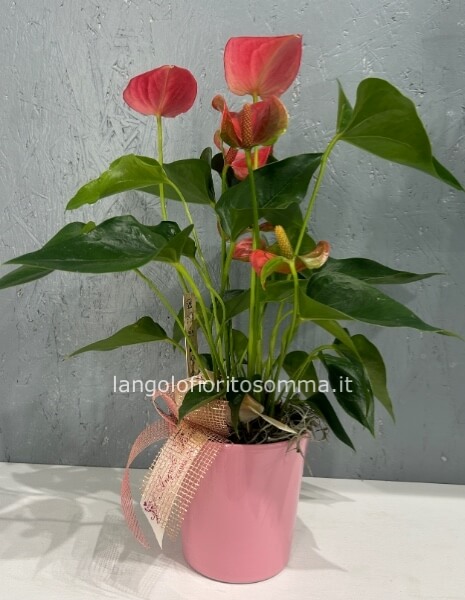 Anthurium rosa