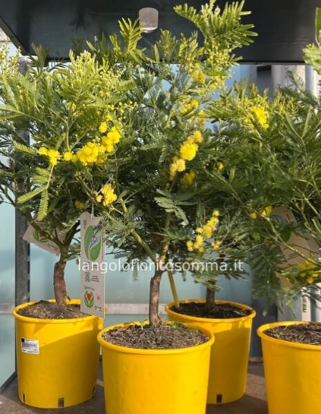 Mimosa a cespuglio 