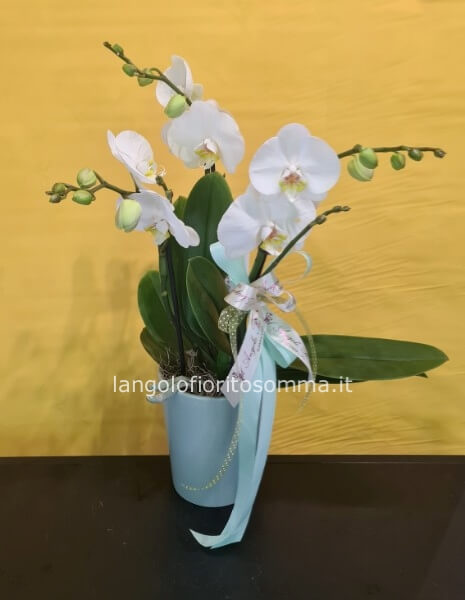 Orchidea cuoricino