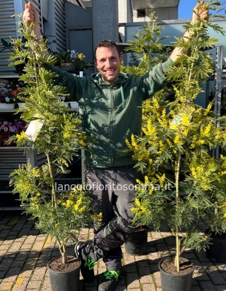 Mimosa altezza 180cm