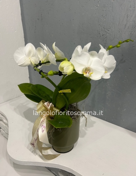 Orchidea VORTICE con vaso in ceramica