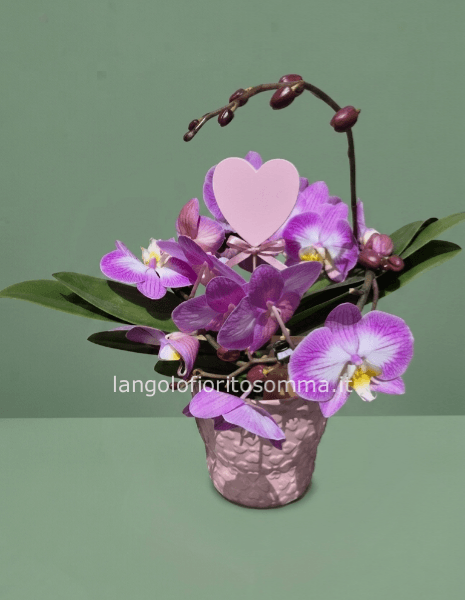Orchidea VORTICE con vaso in ceramica