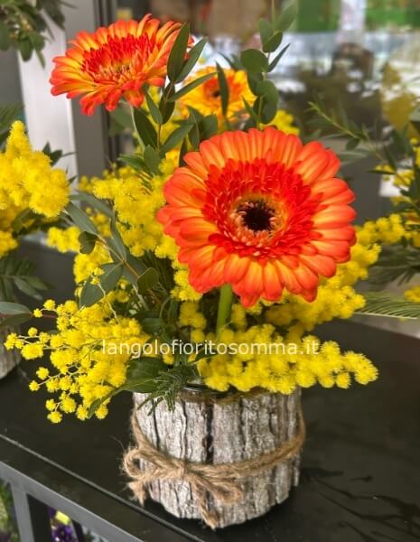 Lanterna Gerbere e Mimosa 