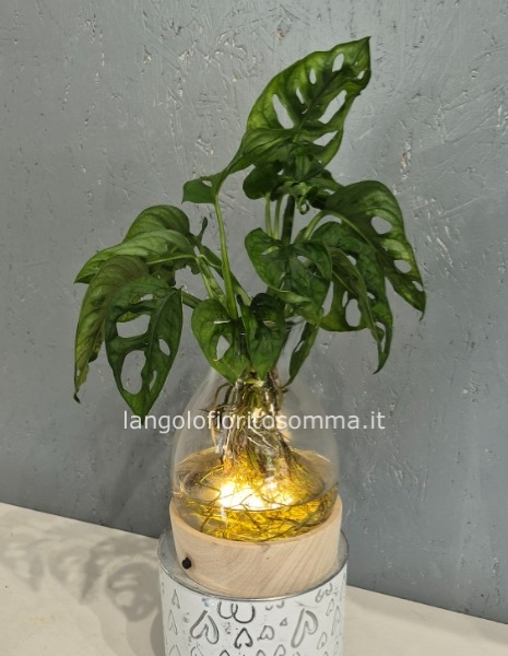 Piante in hidroponica led
