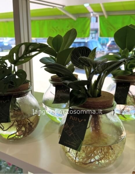 Piante in hidroponica