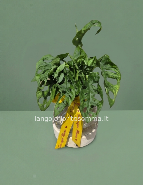 Piante in hidroponica