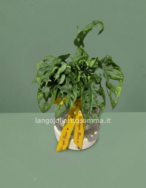 Piante in hidroponica