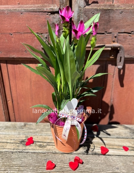 Curcuma