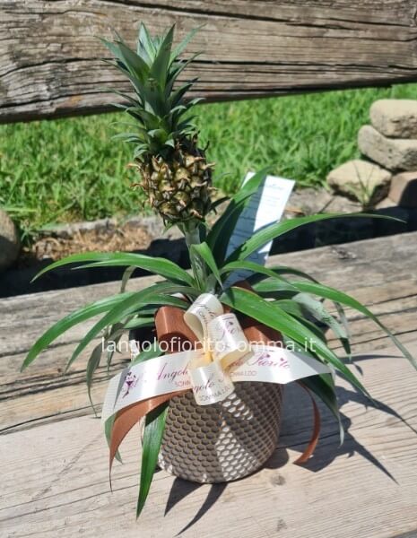 Ananas
