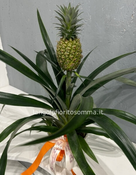 Ananas