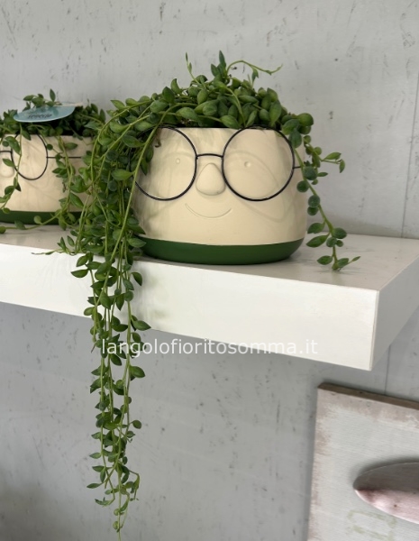 Faccina con Senecio