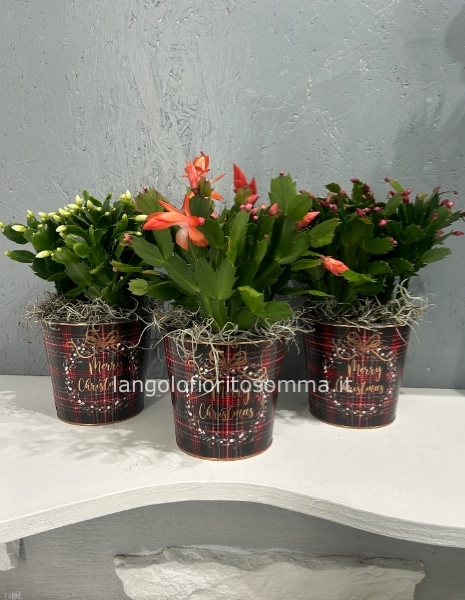 Natalina in latta (colori assortiti)