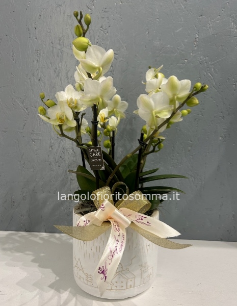 Orchidea  Phalenopsis Bouquetto 