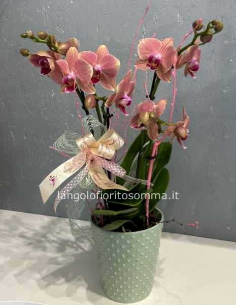 Orchidea Phalenopsis Bouquetto