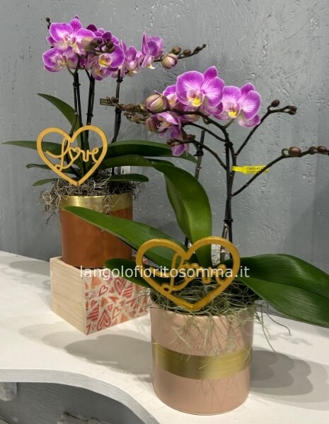 Orchidea Phalenopsis Bouquetto