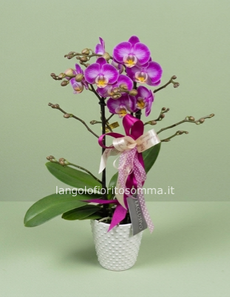 Orchidea Phalenopsis Bouquetto