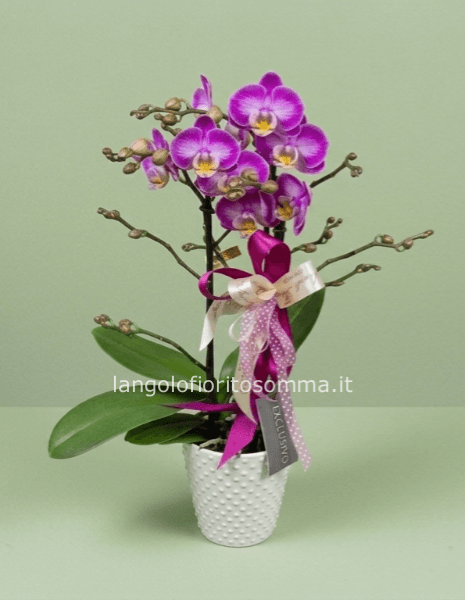 Orchidea Phalenopsis Bouquetto