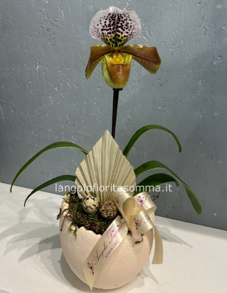 Scarpetta di Venere