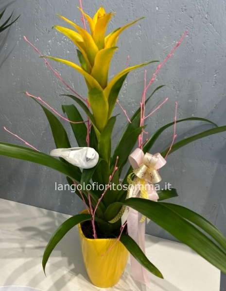 Bromelia gialla