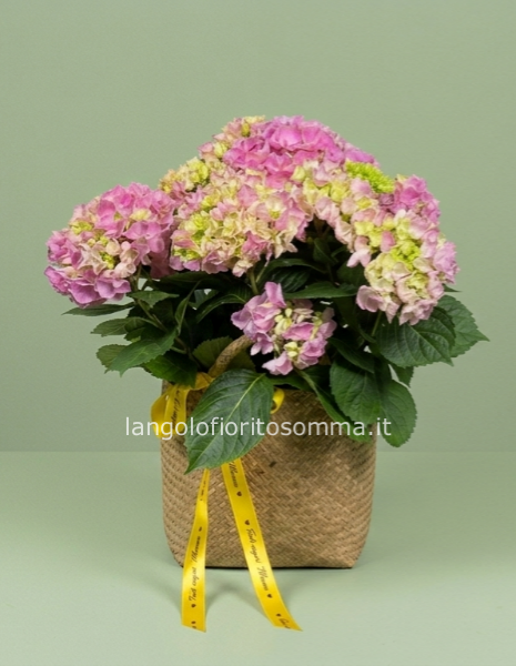 Ortensia rosa con borsa