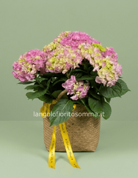 Ortensia rosa con borsa